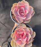 Variegated echeveria succulent in 4-inch pot, pink and cream rosette