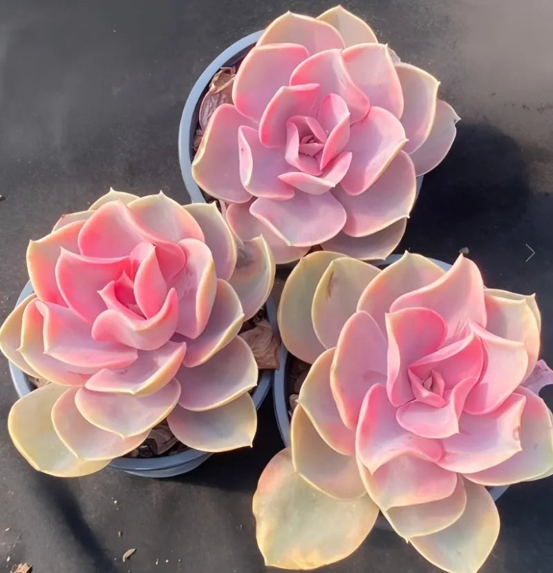 Variegated echeveria succulents in round pots, three pink-and-cream rosettes