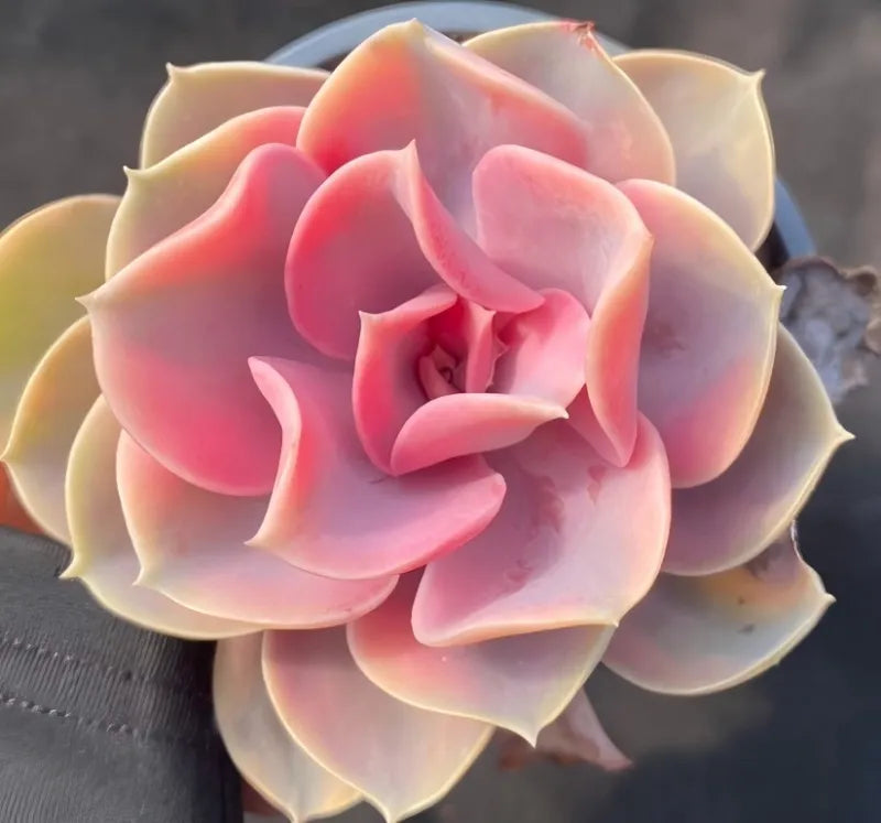Tight variegated echeveria rosette close-up in pot, pink-red on cream leaves