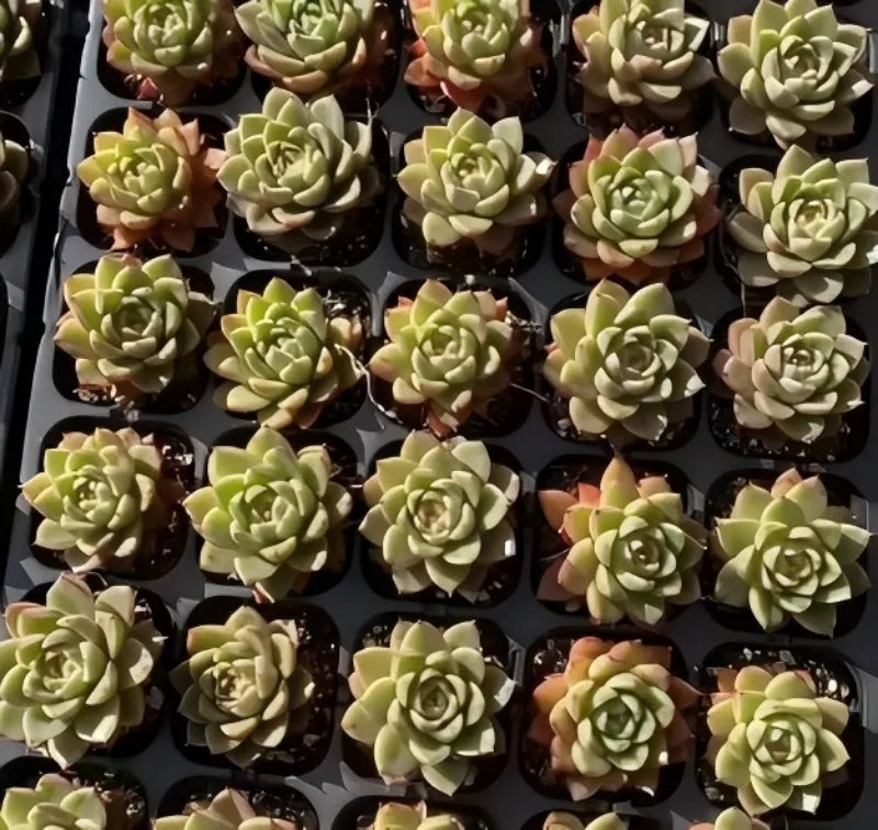 Echeveria succulents in small black pots, green rosettes with warm tips