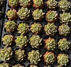 Echeveria succulents in small black pots, green rosettes with warm tips