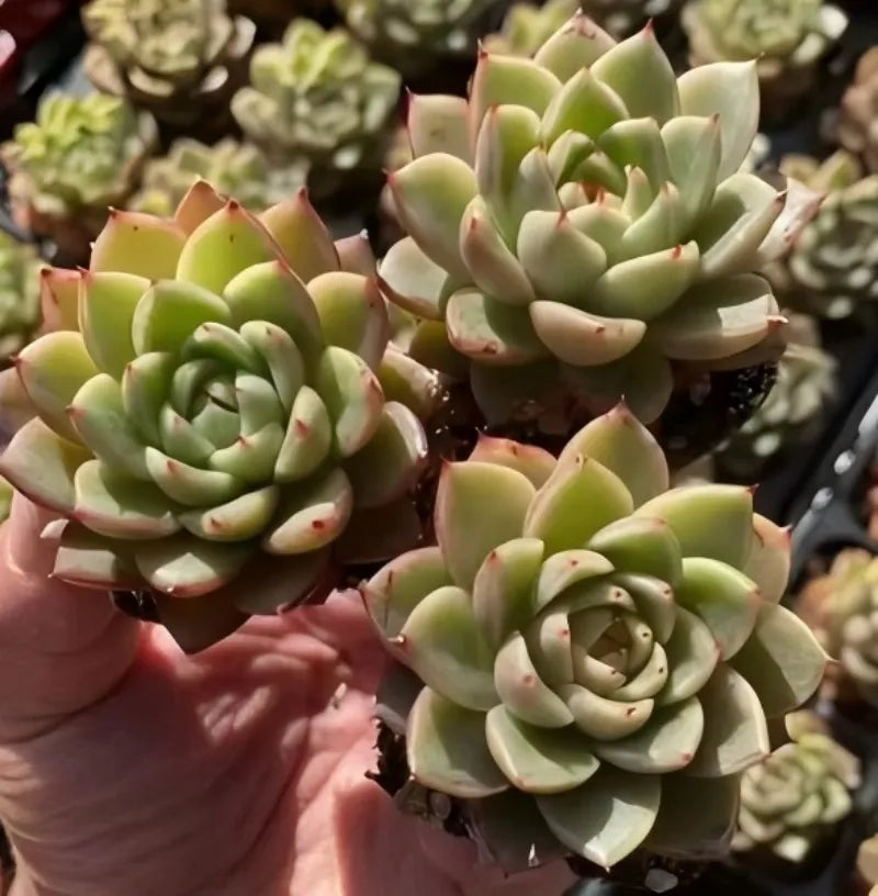 Echeveria succulent with green rosette and peach-red edges in 2-inch pot