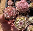 Close-up of three echeveria rosettes in black pots, pink and light green