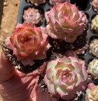 Pink and pale-green echeveria rosettes in small black pots, three plants
