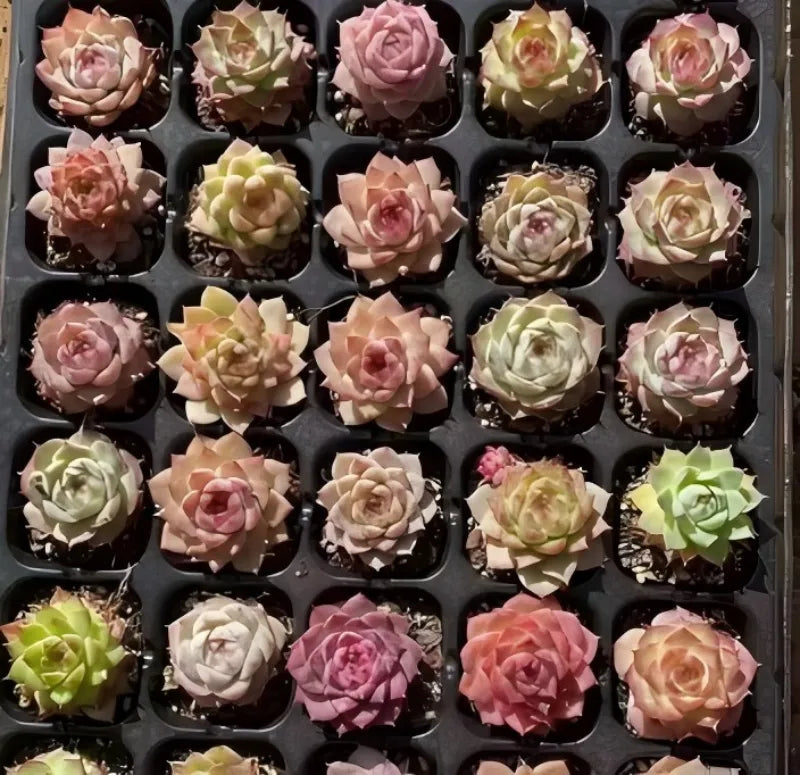 Assorted echeveria rosettes in black nursery pots, tray view