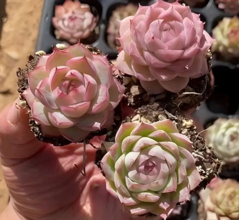 Echeveria rosettes in black pots, pink and green tones held by hand