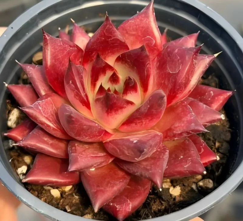Echeveria succulent in 4-inch pot with deep red rosette leaves