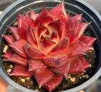 Echeveria succulent in 4-inch pot with deep red rosette leaves