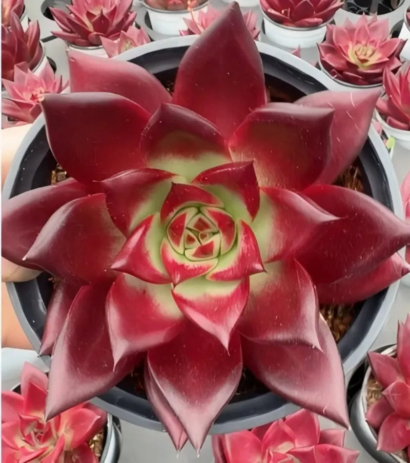 Echeveria Robin succulent in a small round pot, deep red rosette with light center