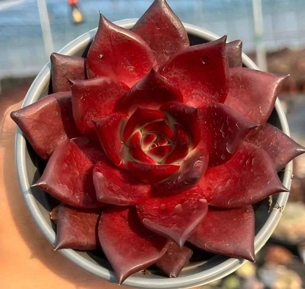 Echeveria succulent rosette, red pointed leaves with pale green center