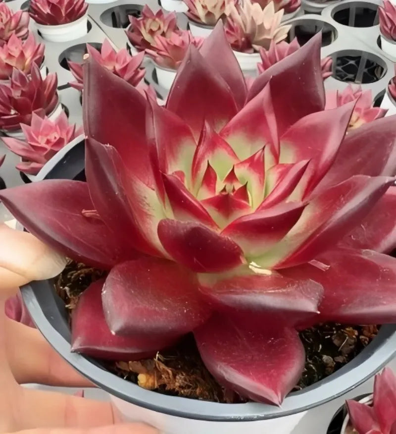 Echeveria Robin succulent in a small pot, tall maroon leaves forming a wide rosette