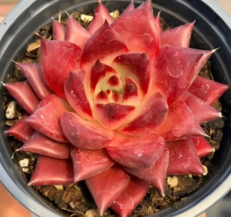 Echeveria succulent in 4-inch pot, red rosette with pale yellow inner leaves