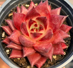 Echeveria succulent in 4-inch pot, red rosette with pale yellow inner leaves