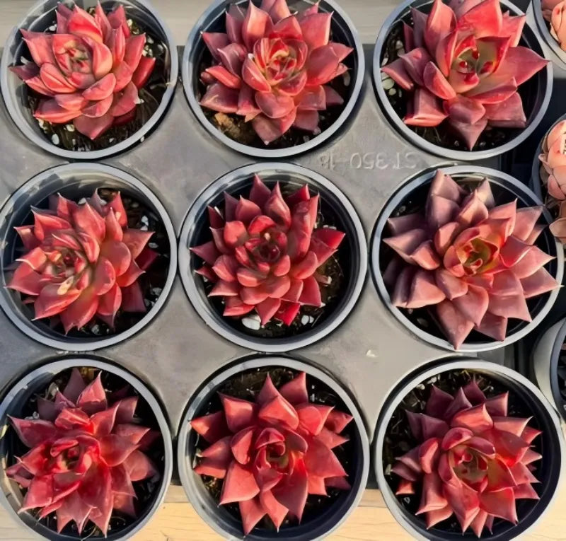 Echeveria succulent plants in small 4-inch pots, red-pink rosettes