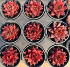 Echeveria succulent plants in small 4-inch pots, red-pink rosettes