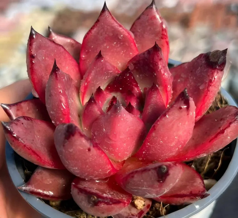 Echeveria Romeo rosette succulent in a shallow pot, vivid red leaves