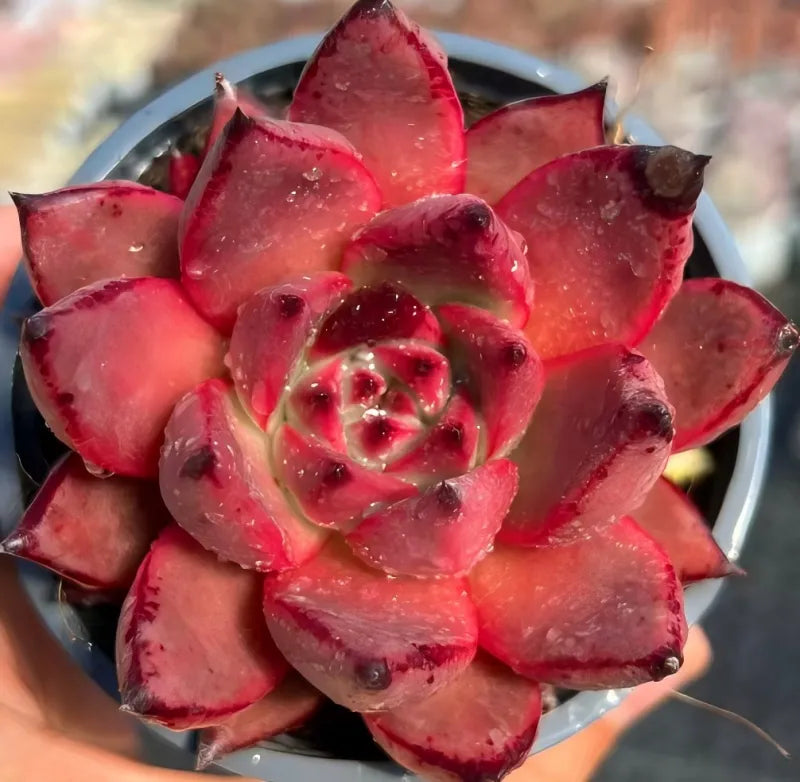 Echeveria Romeo rosette succulent with deep red, pointy leaves