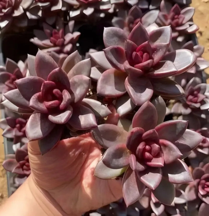 Maroon and gray Echeveria rosettes in small terracotta pot, close-up in hand