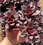 Maroon and gray Echeveria rosettes in small terracotta pot, close-up in hand