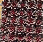 Dense cluster of maroon and gray Echeveria rosettes in small terracotta pot