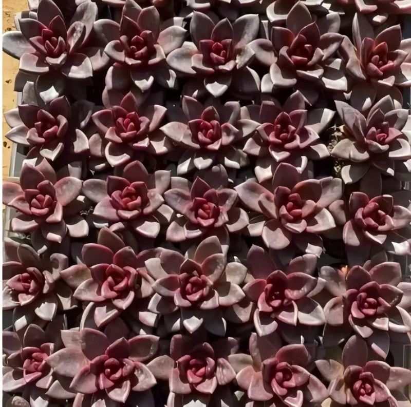 Dense cluster of maroon and gray Echeveria rosettes in small terracotta pot