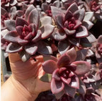 Echeveria succulent rosettes in small terracotta pot held in hand, maroon and gray