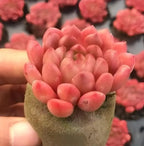 Pink echeveria rosette in a small textured pot, layered succulent leaves
