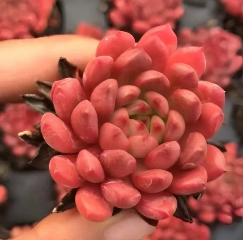 Close-up of pink Echeveria Ruby succulent rosette with layered petals