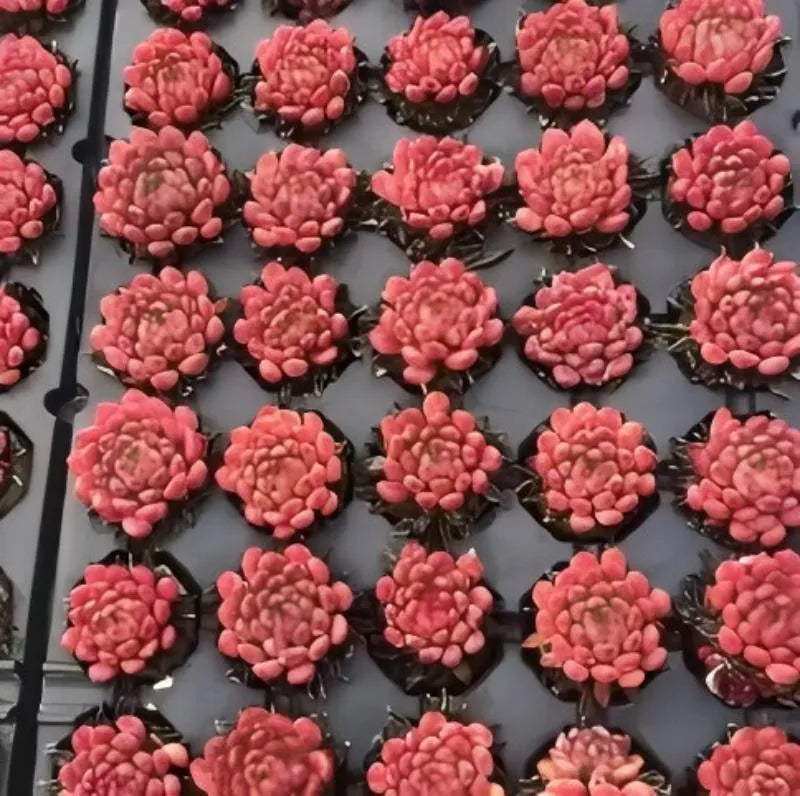 Echeveria Ruby succulent rosettes in a tray, pink clustered leaves