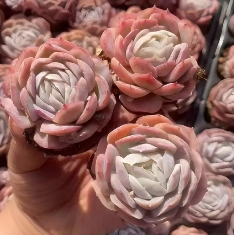 Pink and cream rosette Echeveria succulent in small terracotta pot