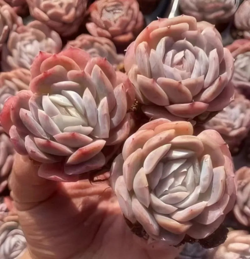 White and pink rosette Echeveria succulent cluster in small terracotta pot
