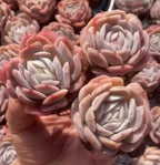 White and pink rosette Echeveria succulent cluster in small terracotta pot