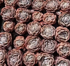 Assorted pink, peach, and cream rosette Echeveria succulents