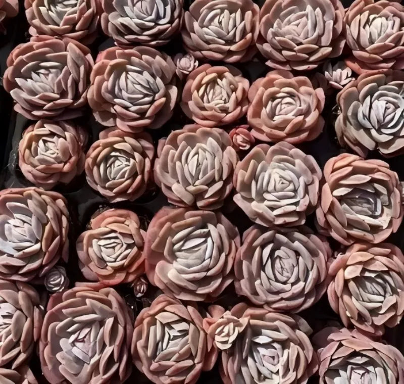 Assorted pink, peach, and cream rosette Echeveria succulents