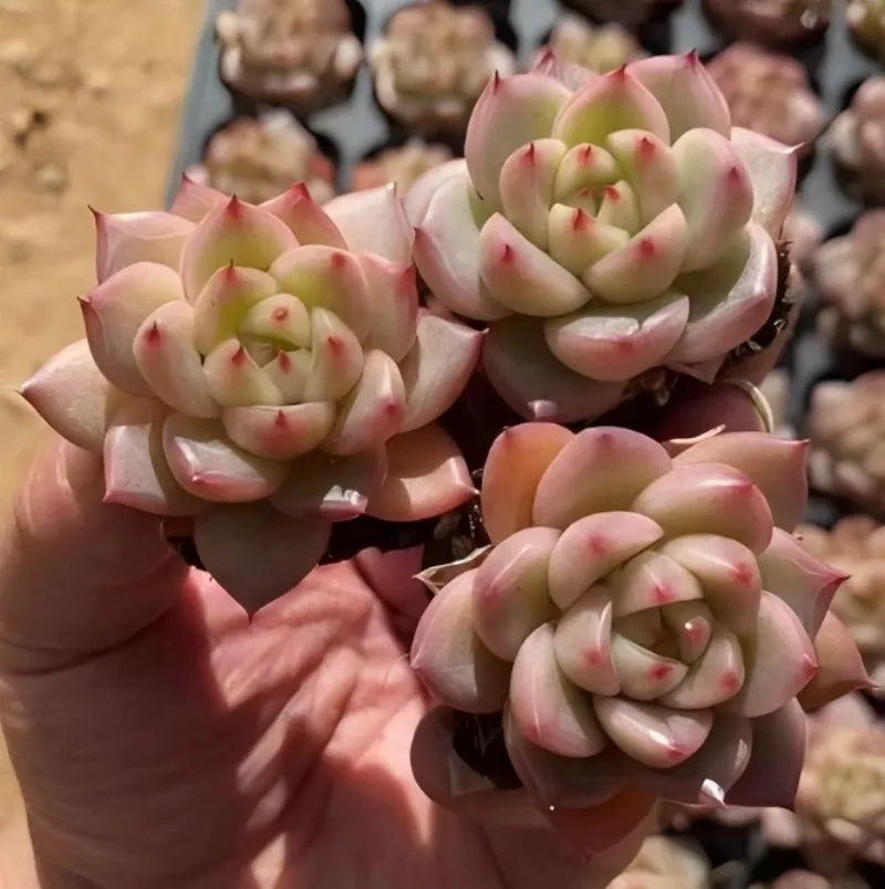 Echeveria succulent rosettes in a 2-inch pot with pink tips and green centers