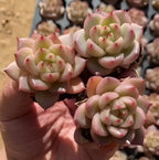 Echeveria succulent rosettes in a 2-inch pot with pink tips and green centers