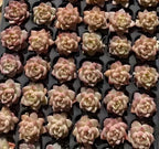 Tray of Echeveria succulent rosettes in small 2-inch pots, pink and green