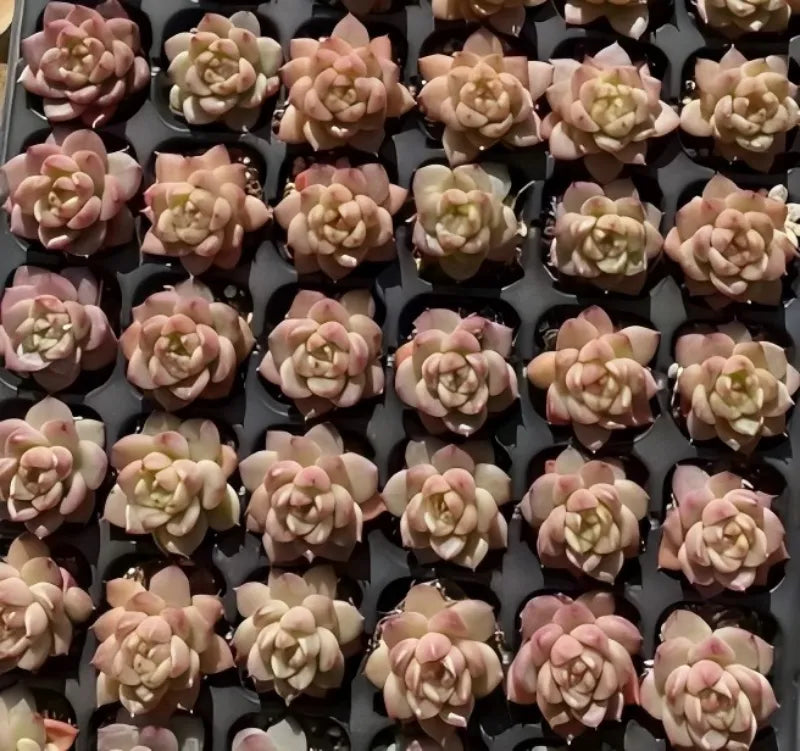 Tray of Echeveria succulent rosettes in small 2-inch pots, pink and green