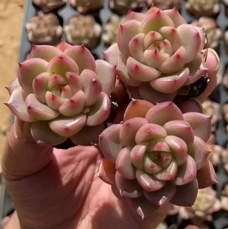 Echeveria succulent rosettes in a 2-inch pot, pink edges and pale green centers