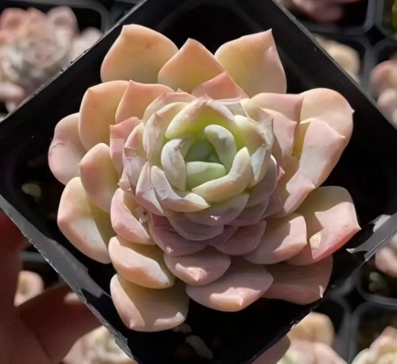 Potted succulent rosette with pale pink petals and a light green center in black pot