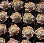 Assorted potted succulent rosettes in black tray, pink and cream leaves with green centers