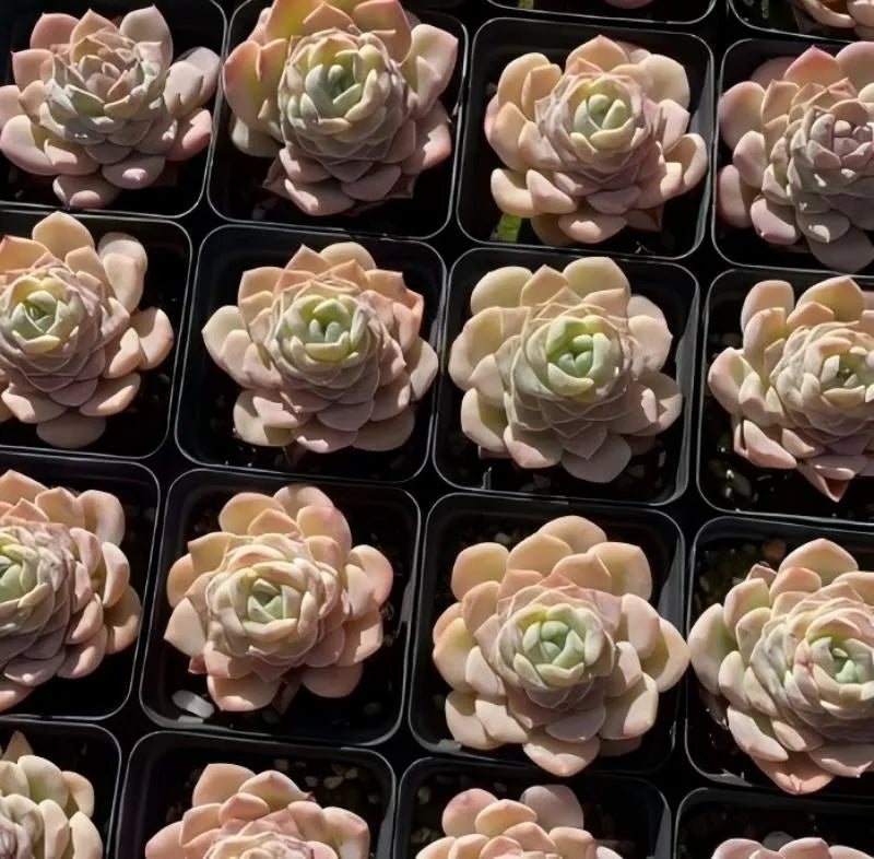 Assorted potted succulent rosettes in black tray, pink and cream leaves with green centers