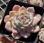 Potted succulent rosette with layered pale pink and cream leaves in black pot