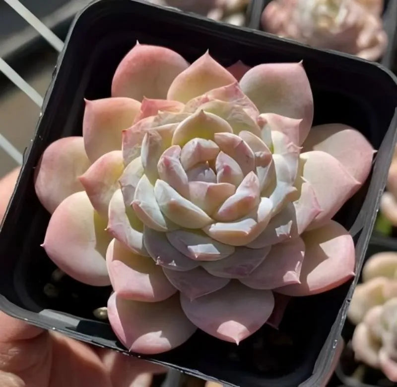Potted succulent rosette with layered pale pink and cream leaves in black pot