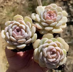 Echeveria rosette succulent in small pots, pale cream rosettes with blush-pink centers