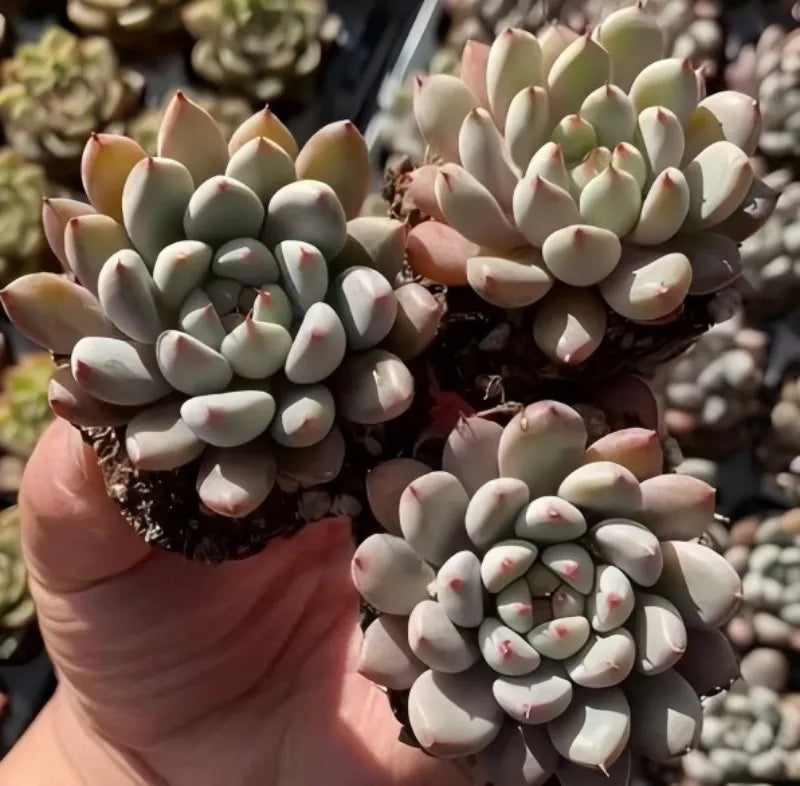 Echeveria succulent rosette in 2-inch pot, creamy leaves form dense rosette clumps