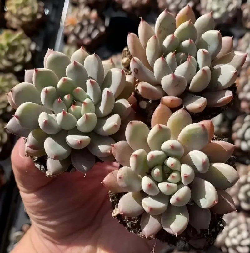 Echeveria succulent rosette in 2-inch pot with pale cream leaves and green tips