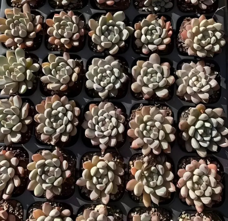 Echeveria succulent rosettes in small black pots, pale cream leaves with green accents