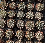 Echeveria succulent rosettes in small black pots, pale cream leaves with green accents