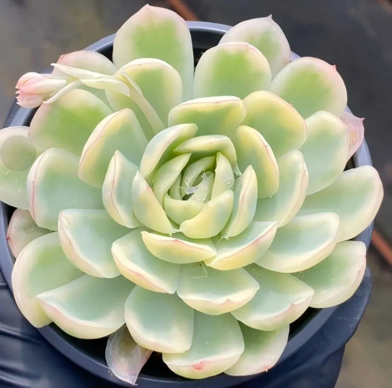 Variegated echeveria succulent rosette in dark pot, pale green and cream leaves